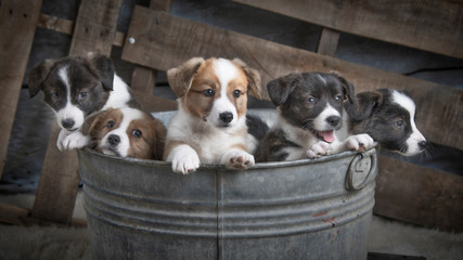 Puppies in a Tin Bucket