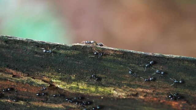 Ants on Way - (4K)