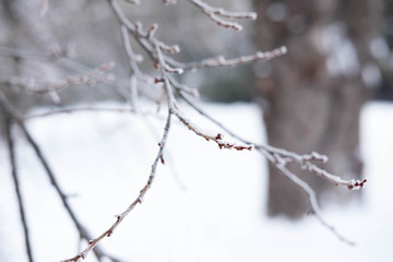 Photos branches in the ice. Plants in the park in winter. Cold weather