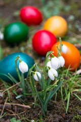 Easter egg meadow snowdrop flowrs outside in the meadow. Spring holidays, easter celebration.