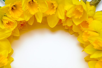 Spring floral background with yellow daffodil flowers