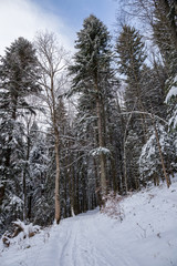 Path in the woods in winter, Transylvania, Romania