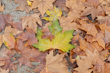 Green leave in autumn