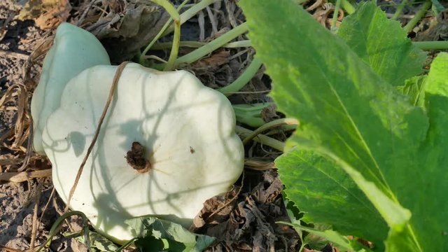 Ripe white pattypan squash in the garden