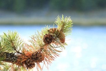 Naklejka premium Pinecones