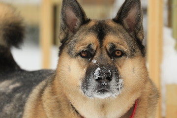 Snow DOg
