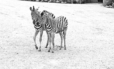 zebra couple