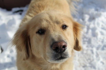golden retriever in snow