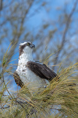 Osprey sitting in a tree