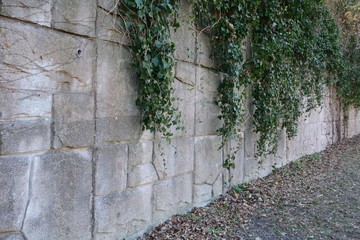 Fototapeta na wymiar Ivy covered wall