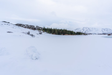 Wald voller Schnee im Thingvellir-Nationalpark in Island