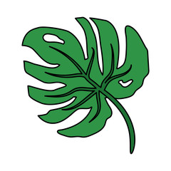 green leaf monstera