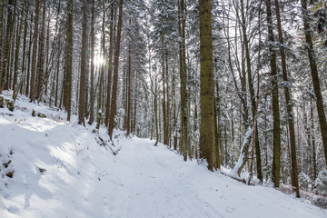 Fototapeta premium Path in the woods in winter, Transylvania, Romania