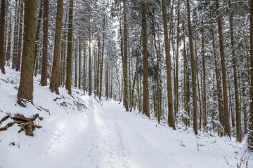 Path in the woods in winter, Transylvania, Romania
