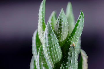 Green pointed succulent macro shot