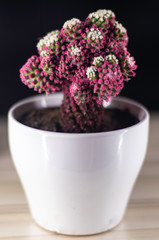 Pink cactus in white pot