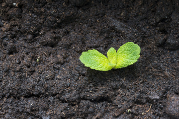 Green young plant growing on dark soil