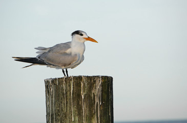 Bird on Piling