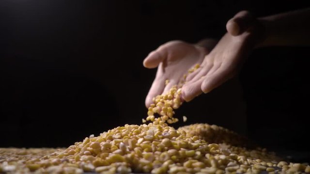 Female hand holding handful of dried split peas, high quality food