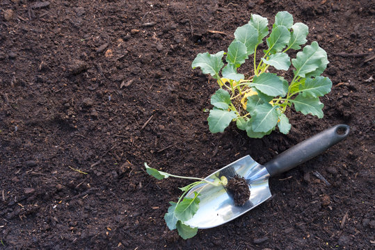 planting broccoli cabbage plants, seedlings and a shovel on dark brown soil in the vegetable garden bed, top view from above, background with copy space