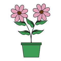 potted flowers decoration