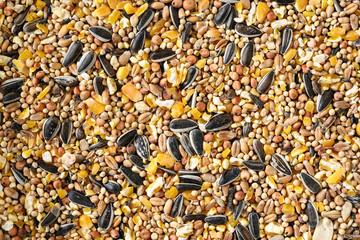 bird food from mixed seeds like sunflower, corn, millet and more, full frame background texture...