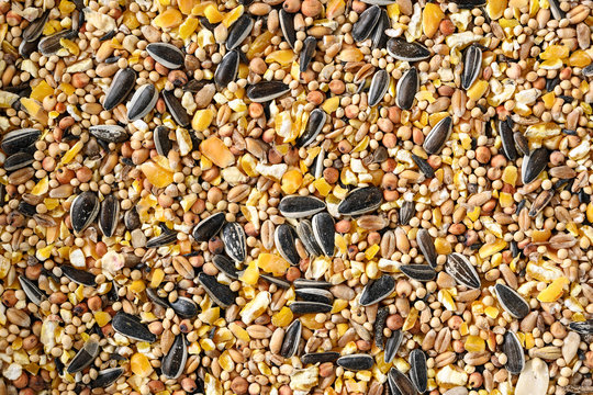 bird food from mixed seeds like sunflower, corn, millet and more, full frame background texture with copy space, high angle view from above