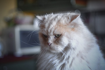 Fluffy Persian Cat Portrait