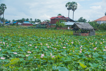 Lotus farm, Siem Reap, Cambodia