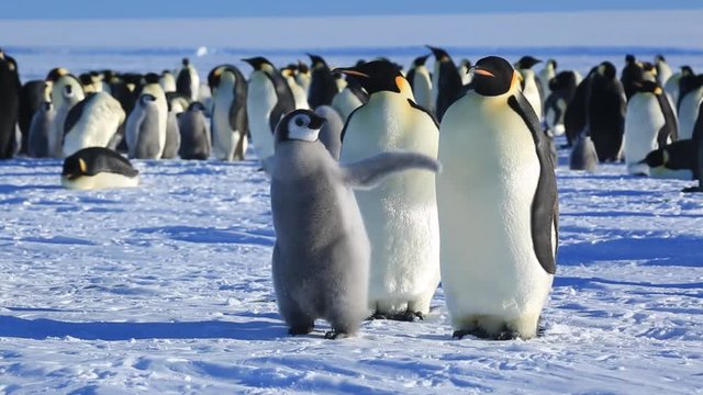 Emperor penguin (Aptenodytes fosteri) chick flaps in front of adults  