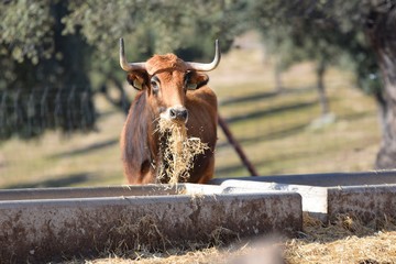 toros y vacas