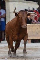 toros y vacas