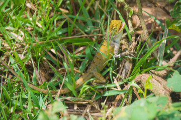 A lizard in the grass, Siem Reap, Cambodia