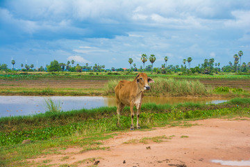 Typical view of country side in Cambodia, Brown Cattle and Rice fields near Tonle Sap Lake, Siem Reap, Cambodia