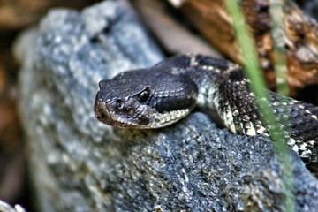 Angry rattlesnake waiting to attack