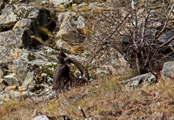 tipico stiracchiamento di un vecchio maschio di stambecco (Capra ibex)