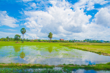 Fototapeta premium Typical view of country side in Cambodia, Rice fields near Tonle Sap Lake, Siem Reap, Cambodia