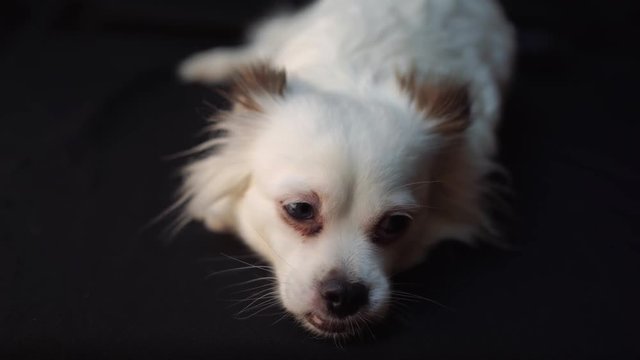 happy white cute Spitz dog on black background