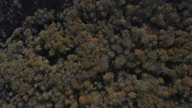 Oak forest (Bosque de Robles), Remendon forest, Guriezo Municpality, Cantabria, Spain, Europe
