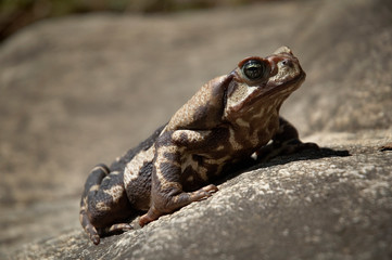 frog on rock