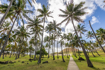 Anakena Beach the most famous beach at Easter Island and maybe the best one in Chile. With it palm trees coming from Polynesia islands and the Ahu Nau Nau Moais is an awe beach full of history