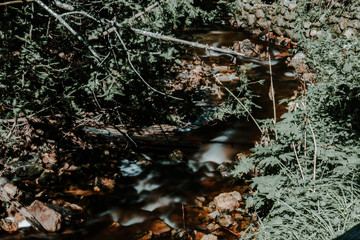 wooded area in forest
