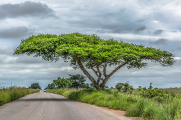 View of a Acacia tortilis tree on roadside, tropical landscape