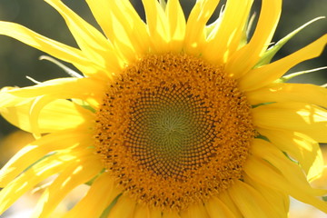 Sunflower in spanish field