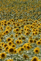 Sunflower in spanish field