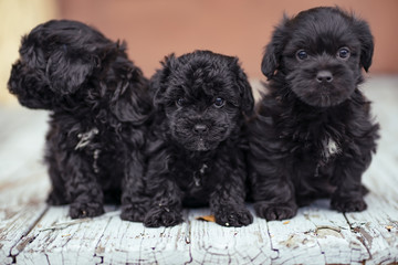 three puppies