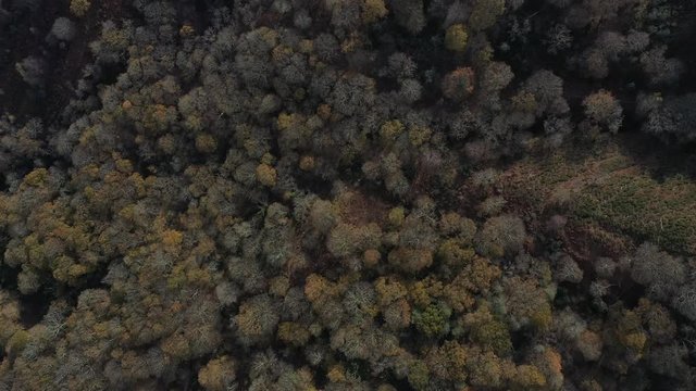 Oak forest (Bosque de Robles), Remendon forest, Guriezo Municpality, Cantabria, Spain, Europe
