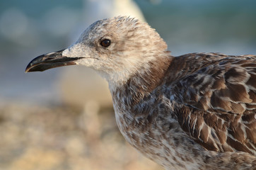 Young yellow-legged gull - Larus michahellis. Seagull living on the Black Sea coast. Fauna of Ukraine. Shallow depth of field, closeup.