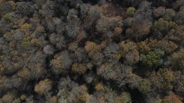 Oak forest (Bosque de Robles), Remendon forest, Guriezo Municpality, Cantabria, Spain, Europe