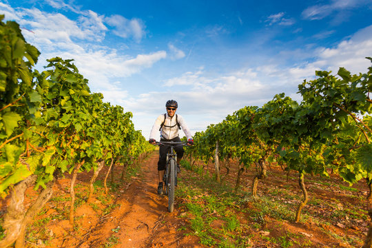 Kroatien, Istrien, Porec, Mountainbiker fährt an einem Weinberg